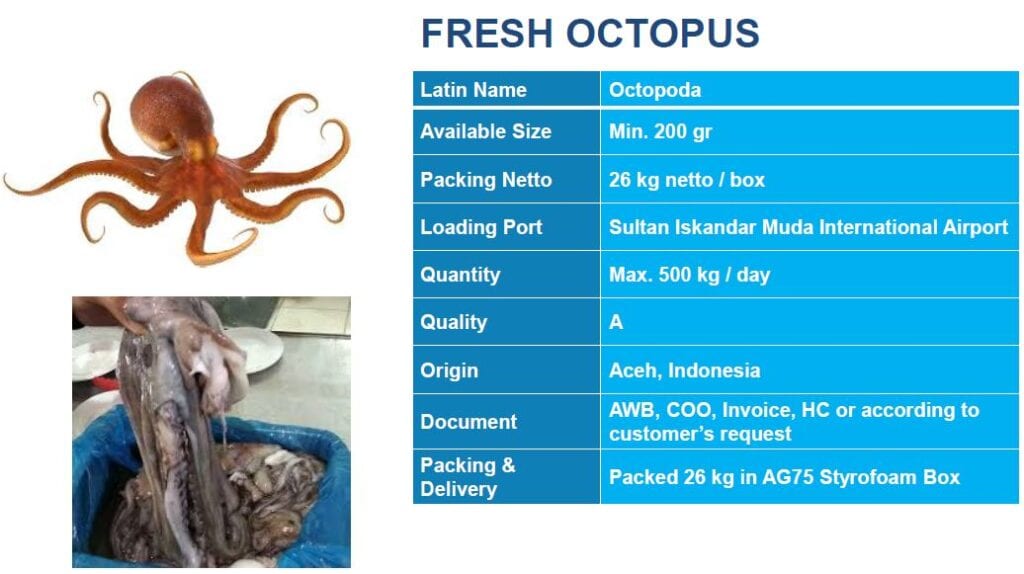 fresh octopus